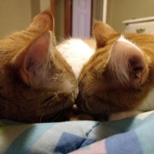 Meet your Posher, Rena